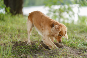 The Cocker Spaniel actively digs a hole in the ground to hide its treat—concept: Dogs Bury Treats.