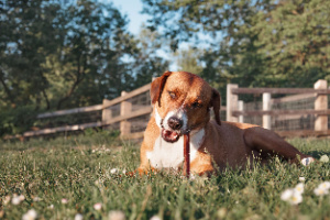 A joyful dog lies in the grass, happily chewing on a beef bully stick on a sunny summer day: concept, expensive bully sticks.