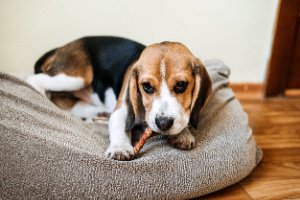 A Beagle puppy enjoys chewing on an expensive bully stick, a dog chewing stick, at home—concept: expensive bully sticks.