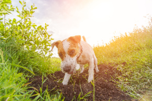 The Jack Russell Terrier Dog buries its treat in a hole for later—concept: Dogs Bury Treats.