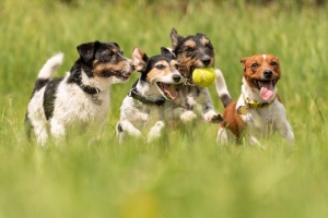 A lively group of Jack Russell Terriers runs and plays with a ball in a meadow. Socialize your dog concept.