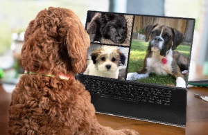 Labradoodle and boxer dogs chat with friends via a laptop video conference. Socialize your dog concept.