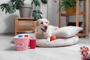 In the living room, a cute Labrador lies on a pet bed with popcorn, soda, and 3D glasses. The concept is that dogs can watch TV.