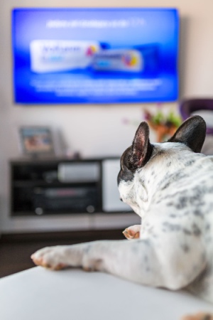 A cute French bulldog lies comfortably on the floor and watches TV. The concept is that dogs can watch TV.