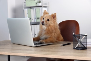 A cute Pomeranian Spitz dog watches TV on a computer while sitting at the table.