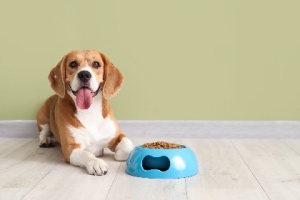 A cute Beagle lies with a bowl of dry food, showcasing dog accessories.