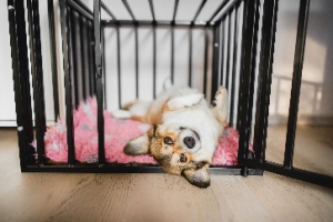 A happy and relaxed Welsh corgi pembroke dog in an open crate during crate training represents dog accessories.