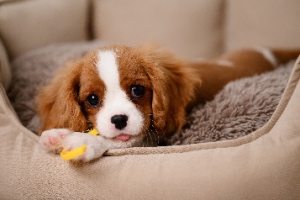 A happy Cavalier King Charles Spaniel puppy chews his favorite toy on a dog bed, conveying the joy of using dog accessories.