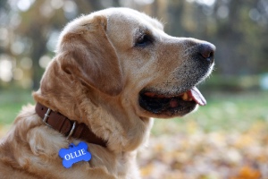 A charming Labrador Retriever wearing a dog collar and metal ID tag outdoors, depicting dog accessories.