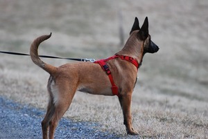 A dog wearing a harness stands in an open field with its owner, showcasing dog accessories.