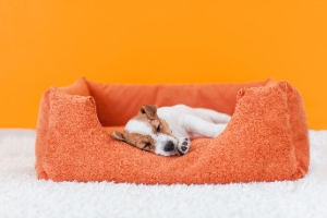 A cherished small white-brown puppy sleeps peacefully in a cozy bed.