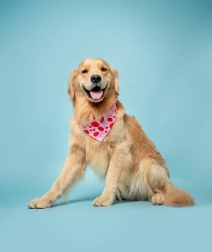 A cute Golden Retriever dog poses against a studio background, representing golden retrievers dying younger.