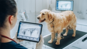 At a modern veterinary clinic, a veterinarian uses a tablet to assess a golden retriever's health. The concept represents golden retrievers dying younger.