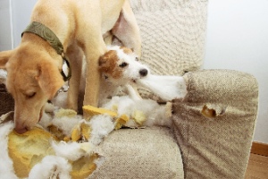 Why do dogs like chewing? Two puppies bite and destroy a sofa.