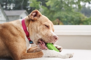 Why do dogs like chewing? Here is a happy Boxer-Pitbull mix chewing a green rubber dental toy on a sofa chair, illustrating its enjoyment and the benefits of chewing for dental health.