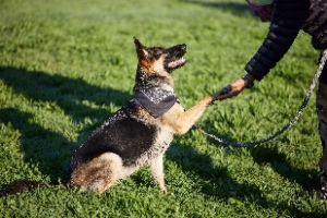 A man trains a German Shepherd in the backyard, showcasing trust and care in the process.